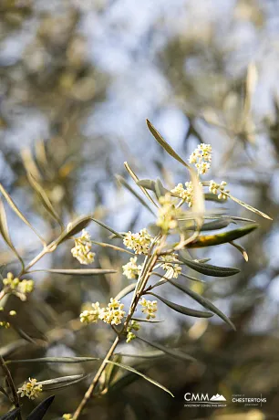 Charming Villa with boutique apartments in Tivat